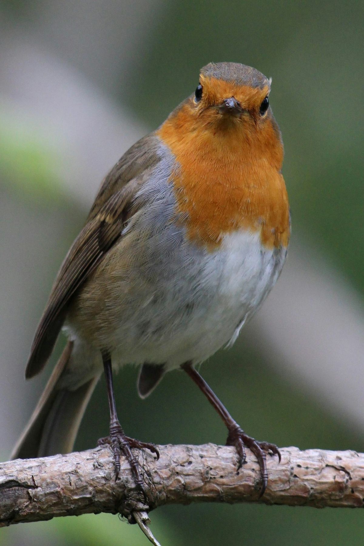 Wildlife Weans Mugdock: Fabulous Bird Feeders! (1-7 year olds )