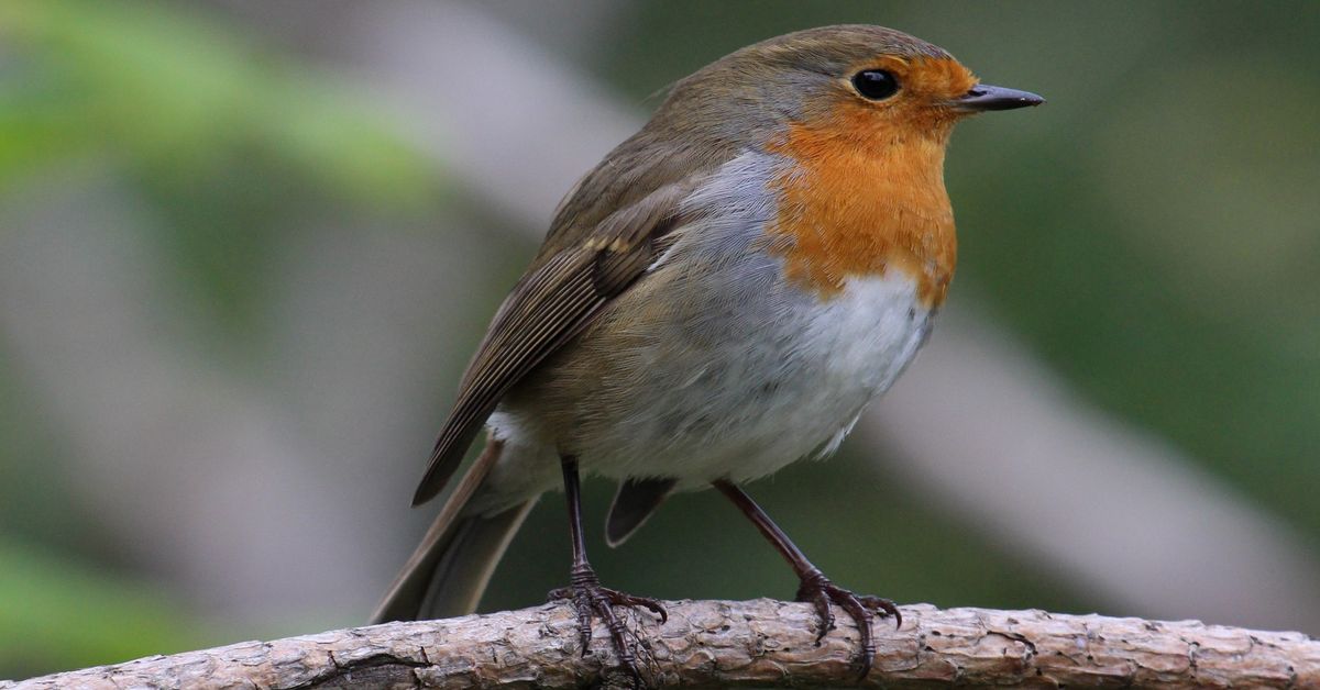 Wildlife Weans Mugdock: Fabulous Bird Feeders! (1-7 year olds )