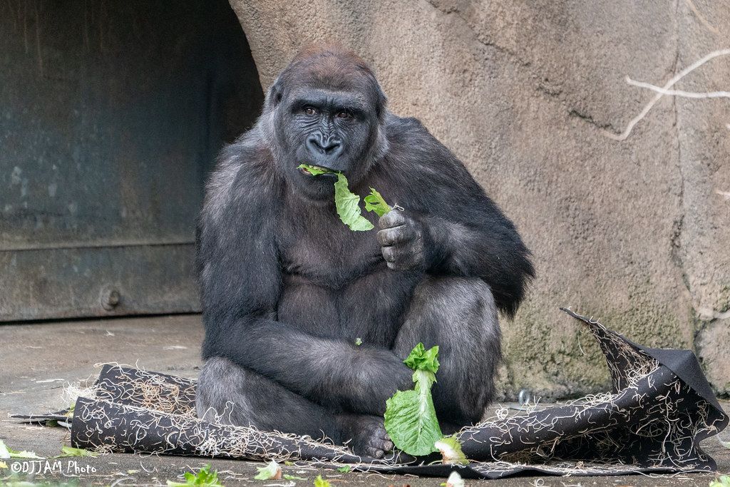 Gorilla and Galapagos Tortoise Breaksfast with the Animals presented by Glier's Goetta