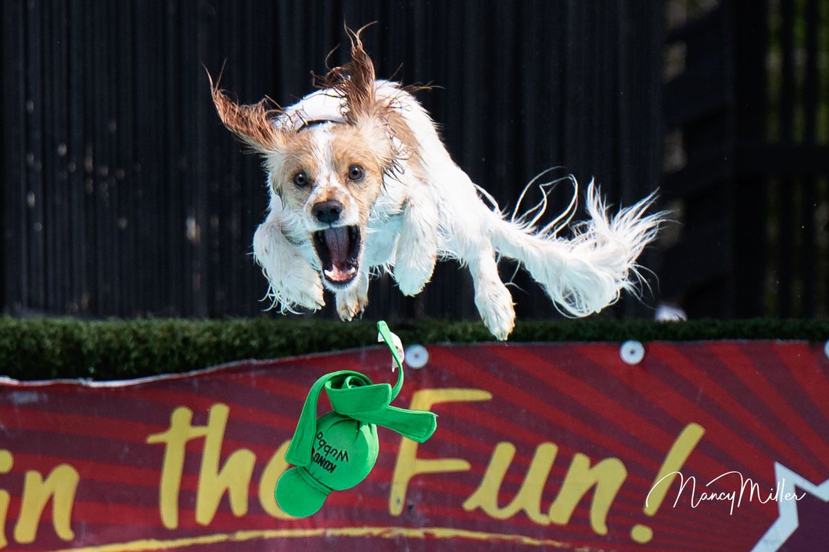 DockDogs\u00ae at K9 Central's Summer Dash | WCDH