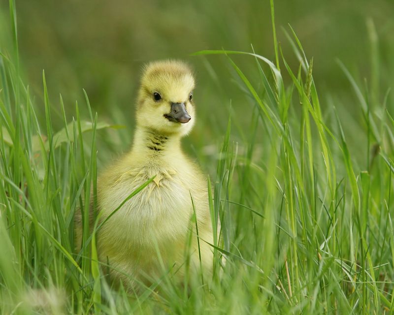 Spring Wildlife Photography