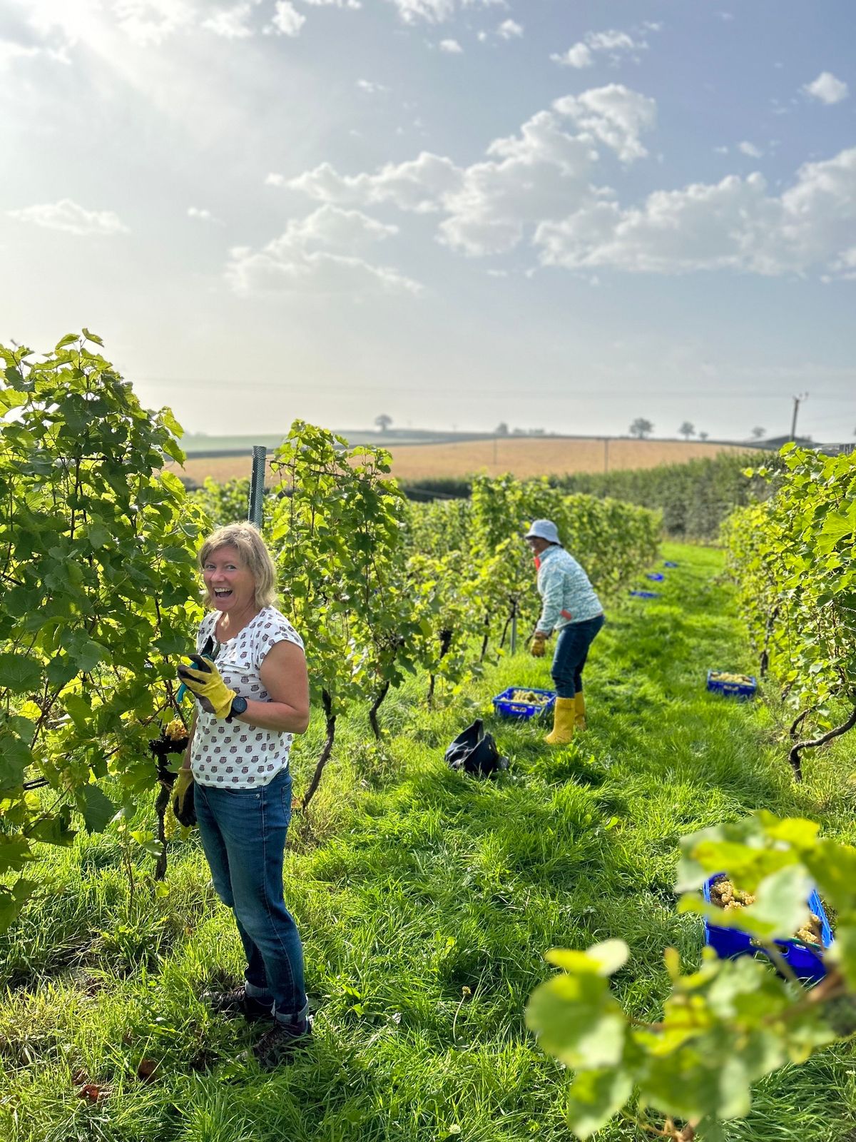 Pebblebed Vineyards Community Harvest 2024