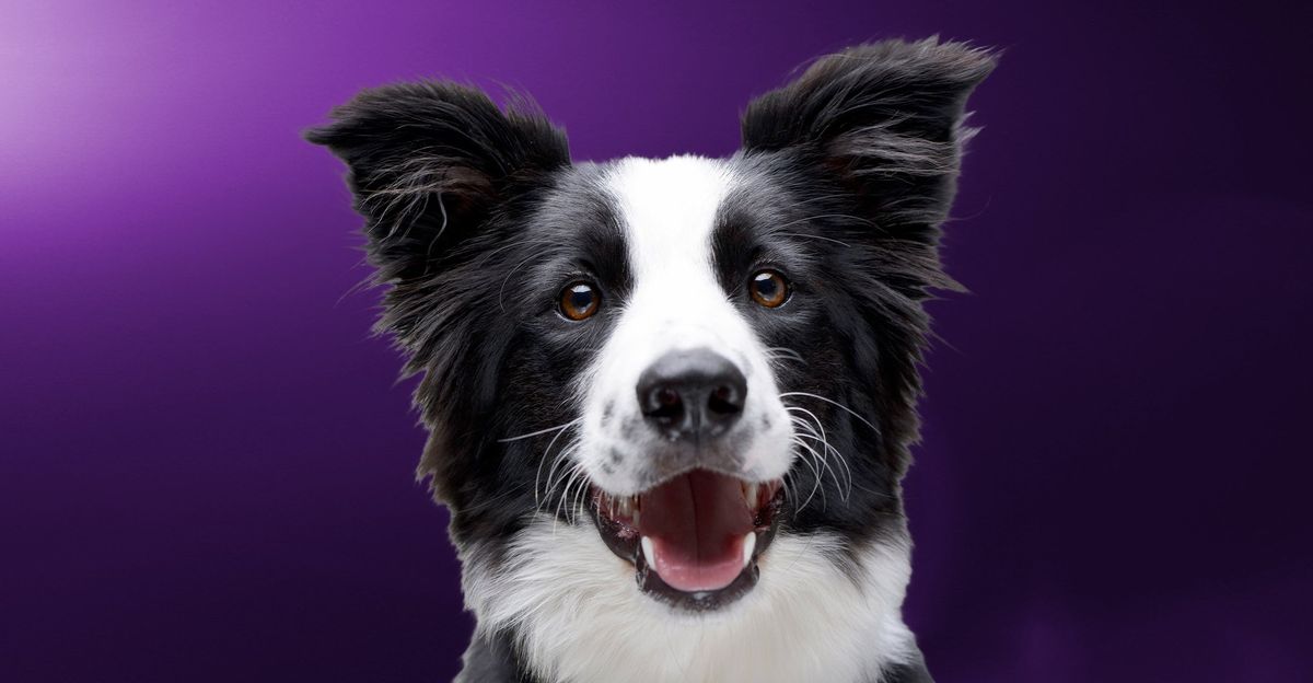 Westminster Kennel Club Dog Show - General Admission Two Day Pass