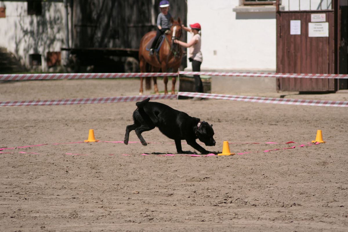 Przebiegi Treningowe Obedience