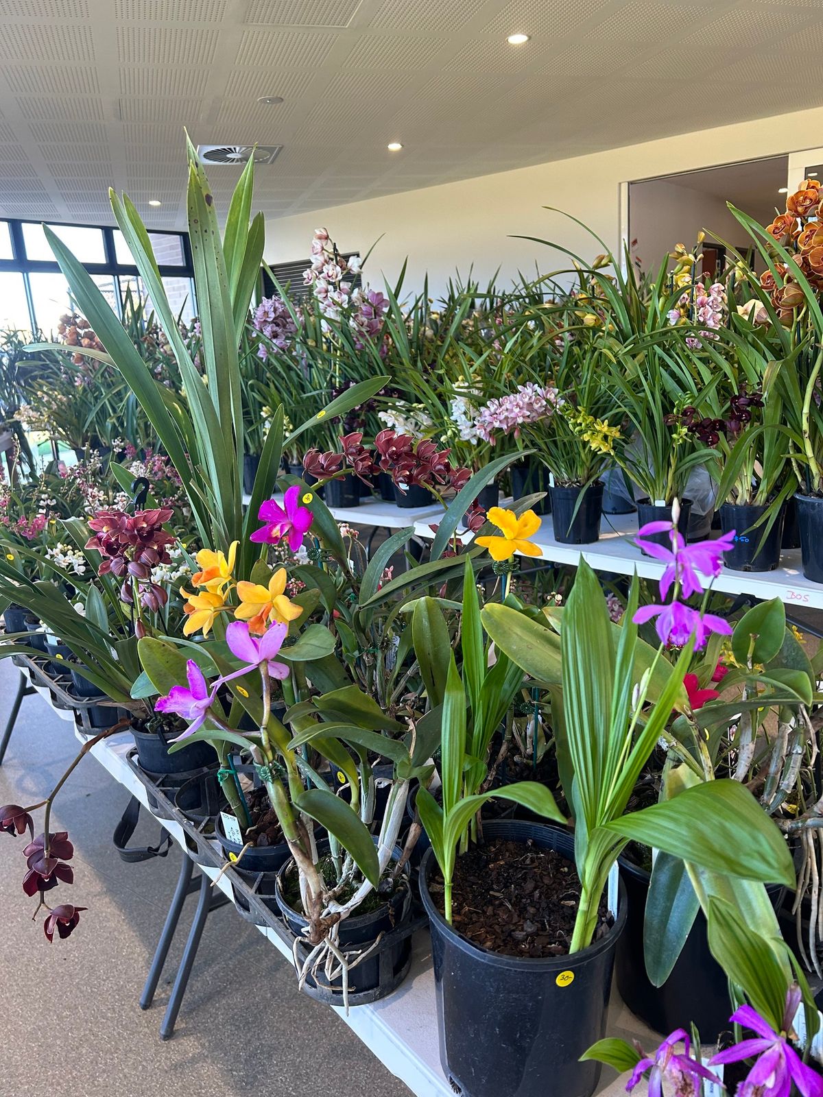 Ballarat Orchid Show and Sales