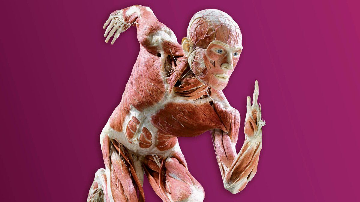 BODY WORLDS: The Anatomy of Happiness | Science Museum of Virgina | May 25\u2013September 2, 2024