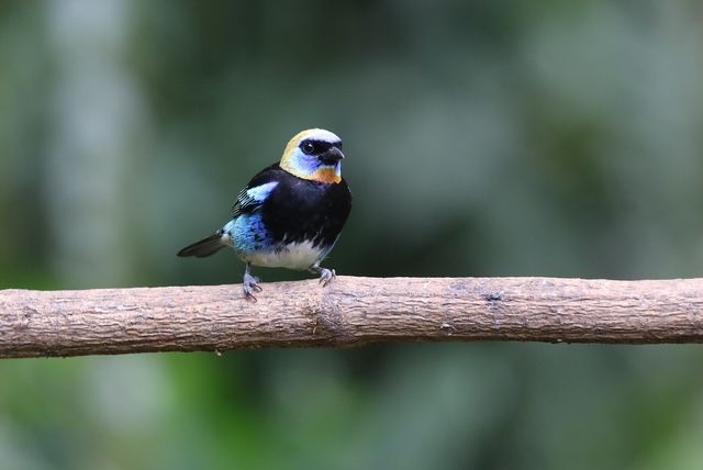 Birds of the Tropics: SAS Speaker Series with David Rupp