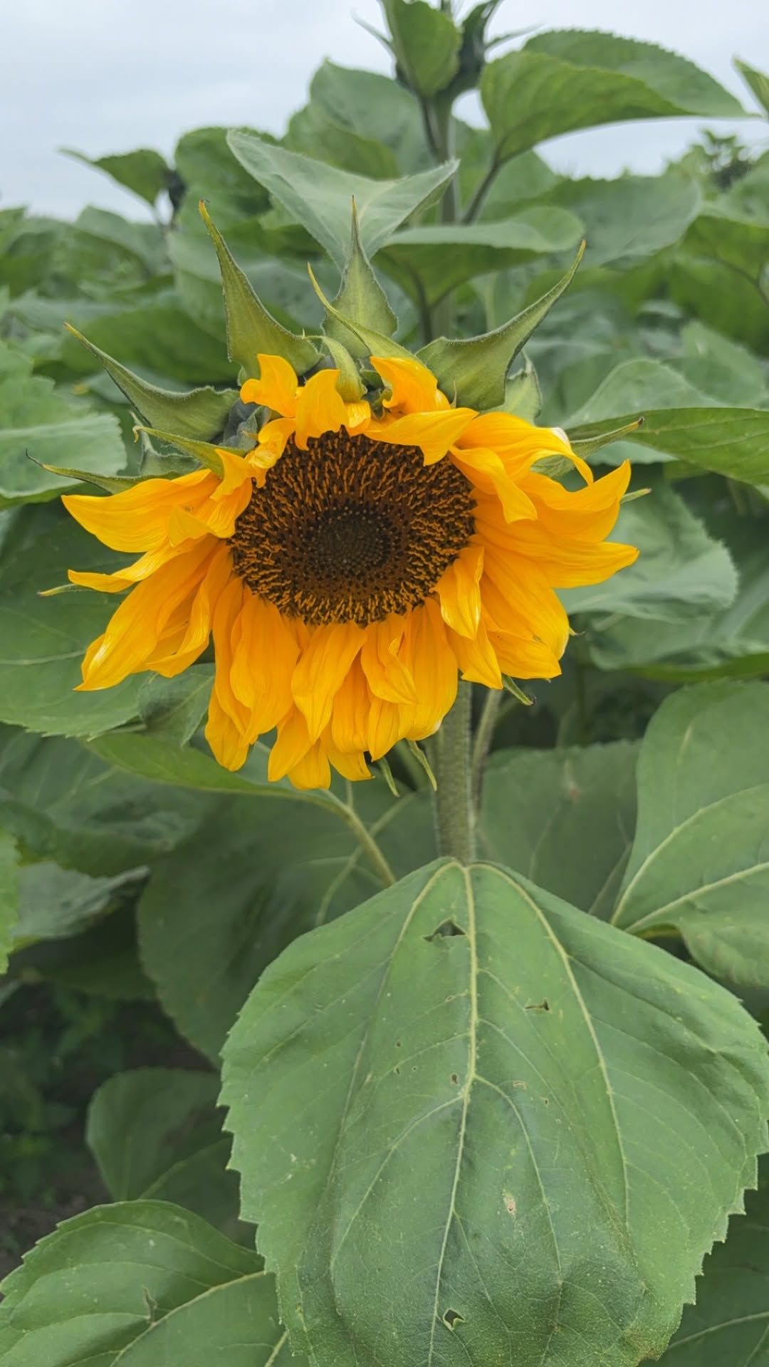 Milford Sunflower Field 