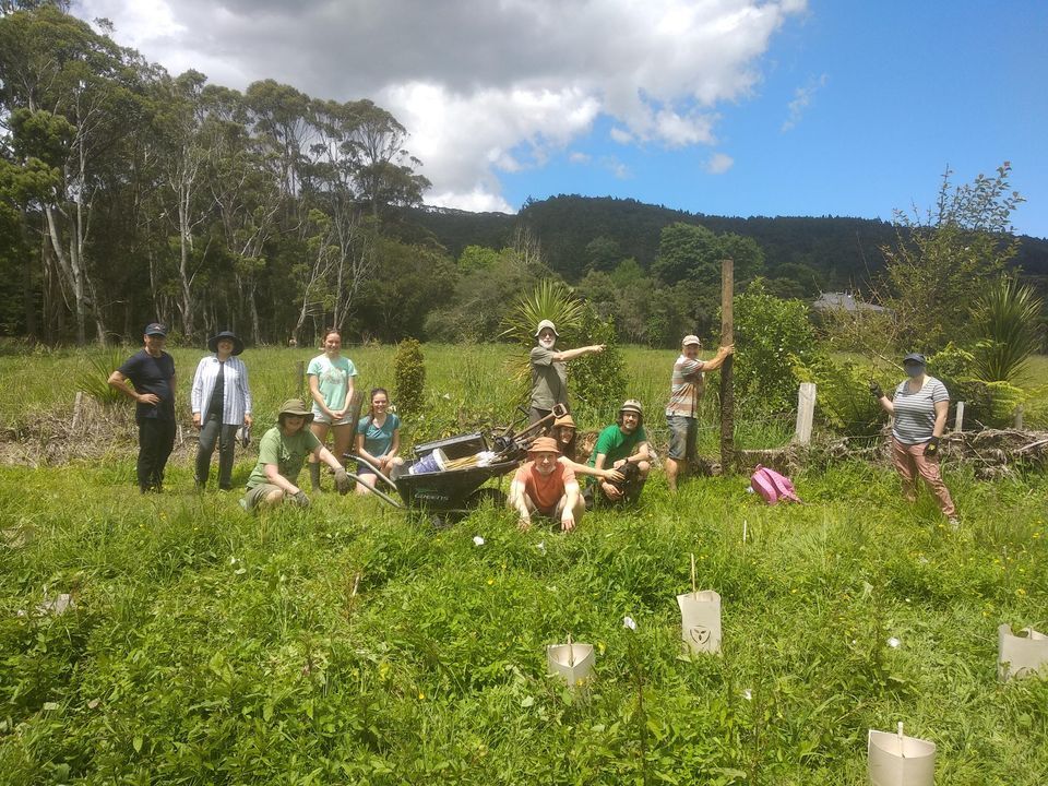 Auckland: Matuku Link Planting and Restoration Work