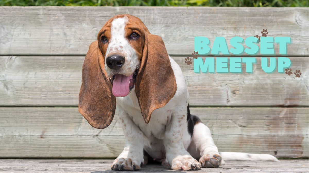 Basset Hound Meet Up