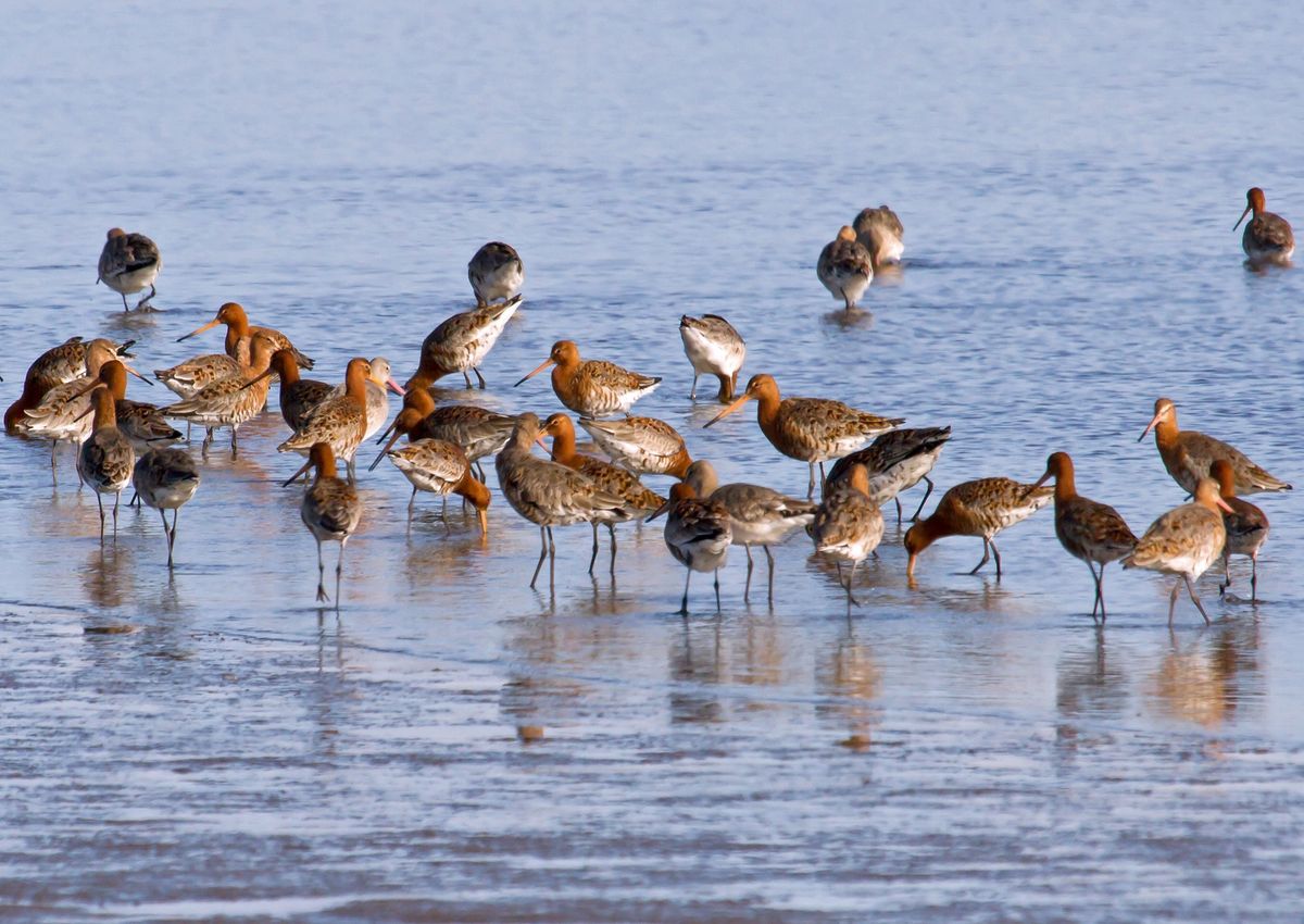 Wild wetland bird walk