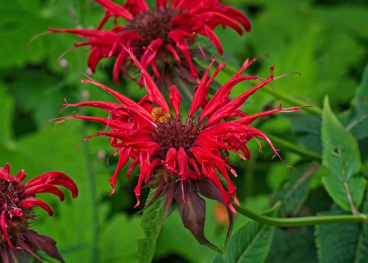 Wildflower Identification