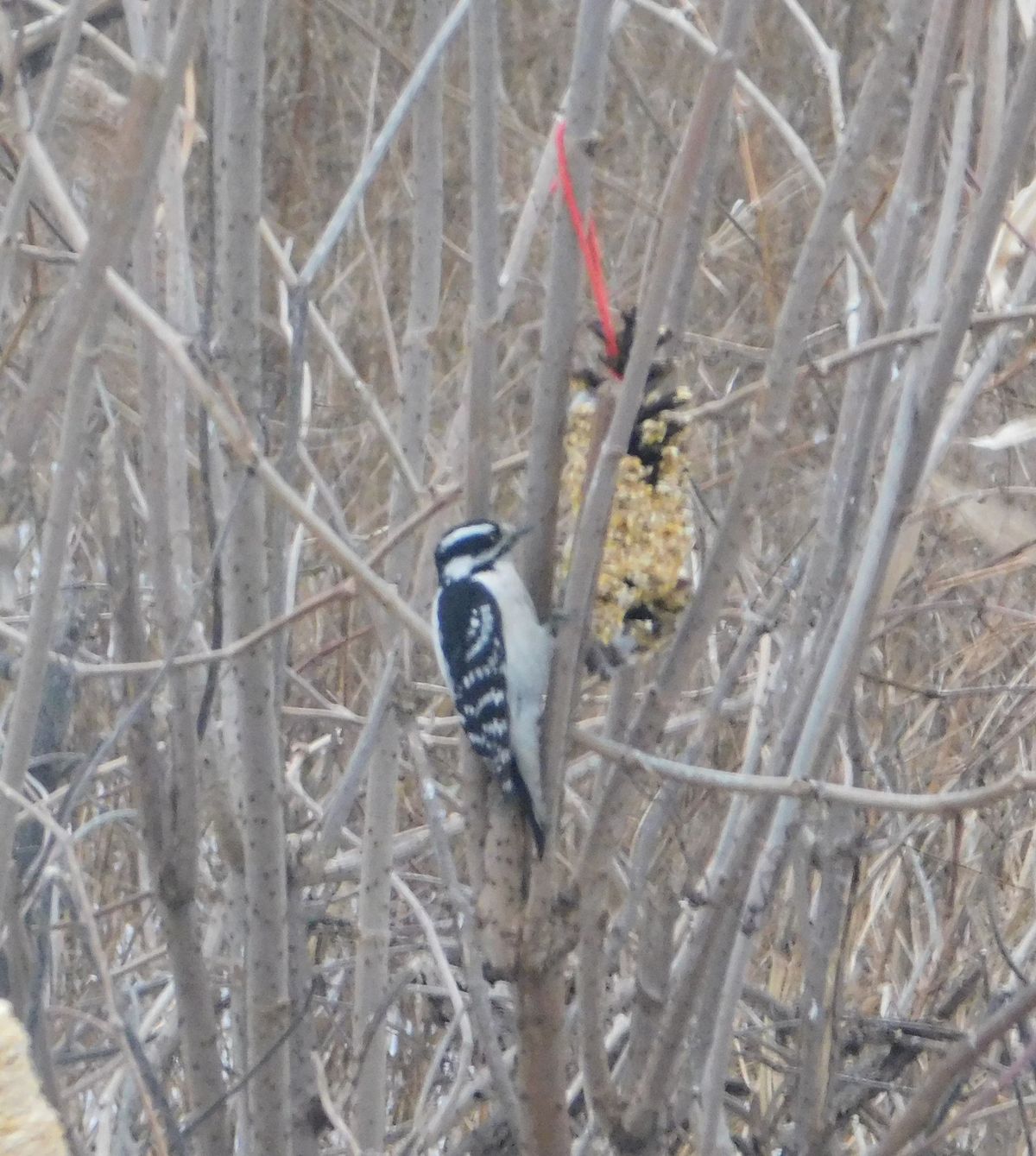 Natural Bird Feeders