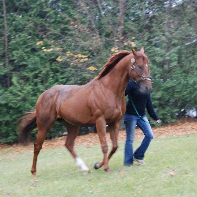 Help wanted. horse groomer\/walker. 