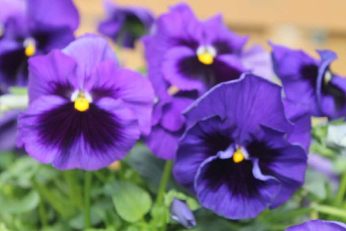 Oval Pansy Planter