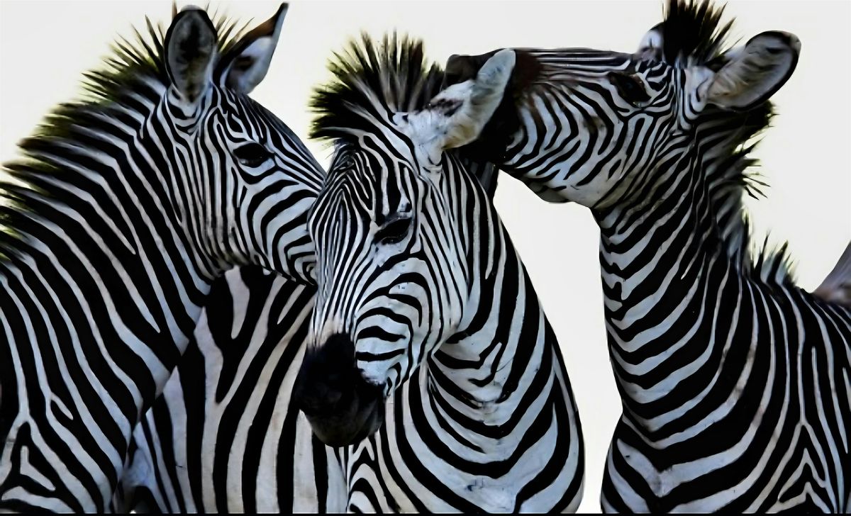 7th Annual Zebra Dazzle 5k Walk\/Run\/Bike for Amyloidosis Awareness - NW, DC
