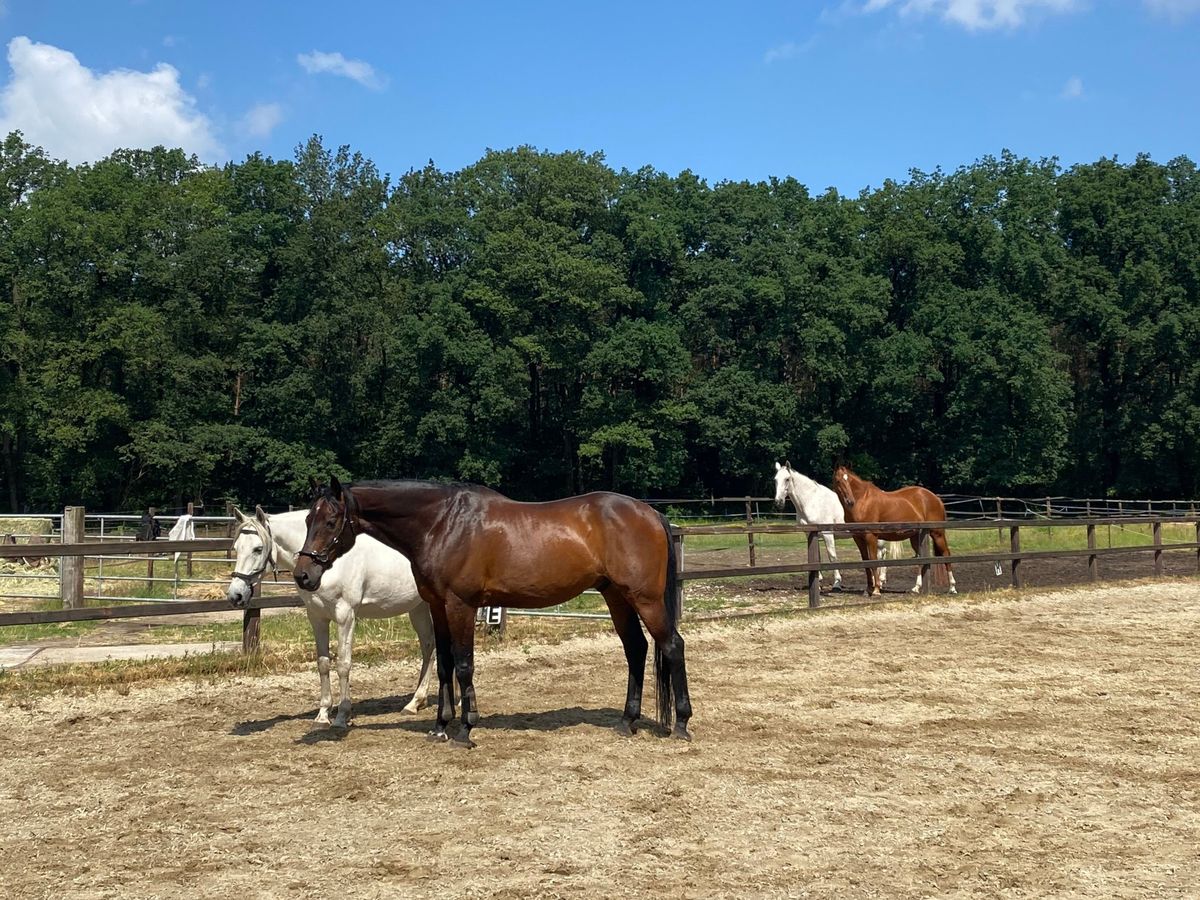 In het hart | Systemisch spiegelen met mens en paard (4 bijeenkomsten)