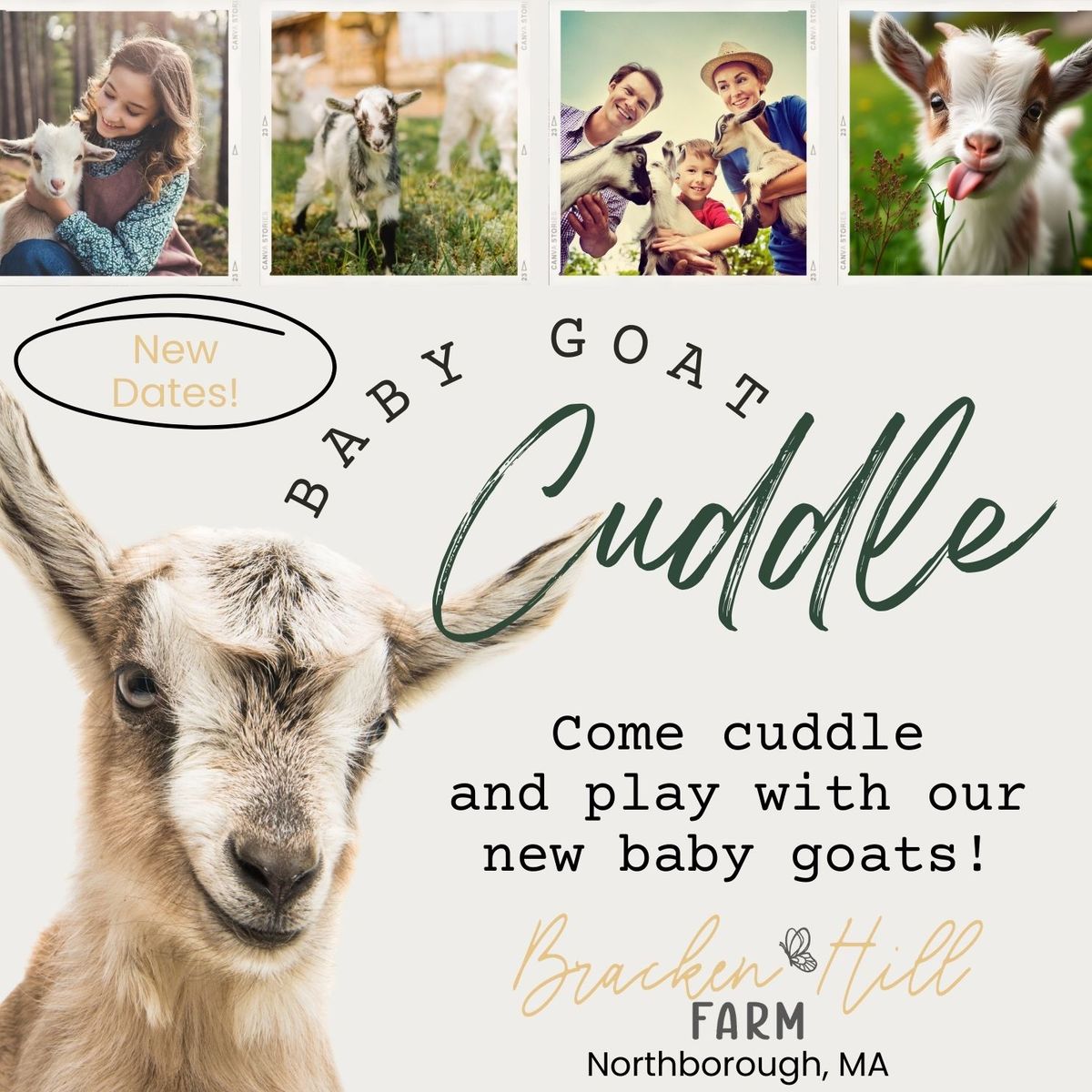 Baby Goat Cuddles