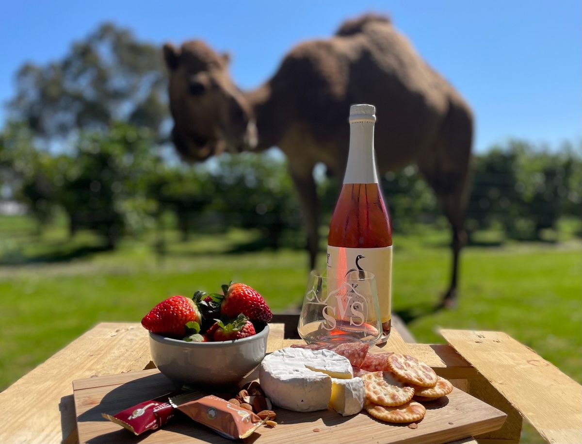 Camel Yoga- Stretch and Sip