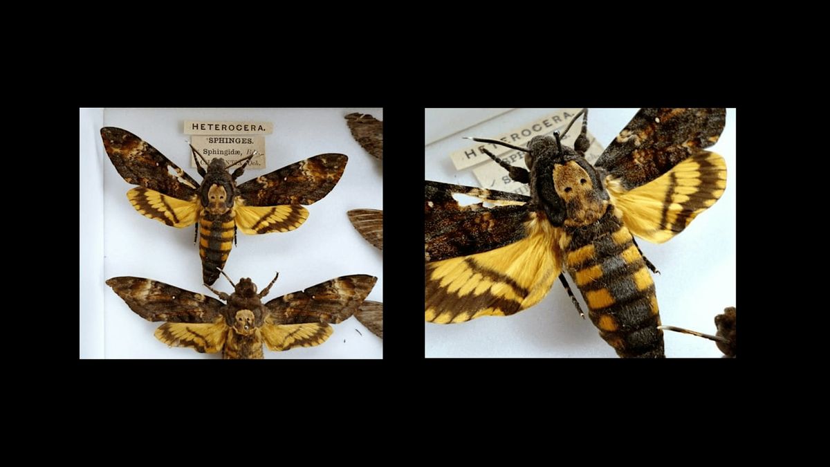 Death's Head Hawkmoth Pinning Workshop