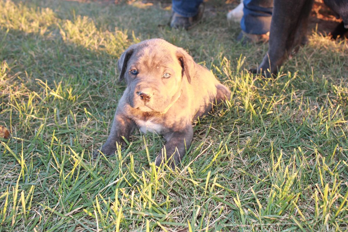 Cane Corso Puppies Ready for Adoption