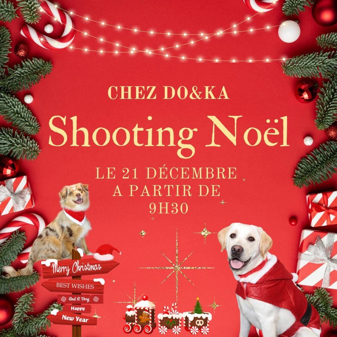 Shooting de No\u00ebl\ud83c\udf84: chez DO&KA \ud83d\udc3e