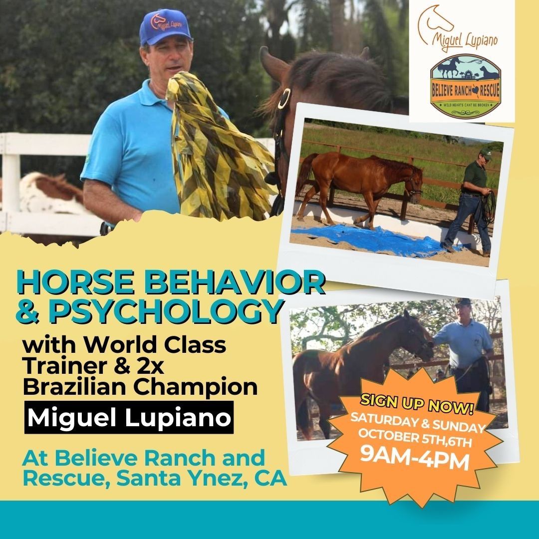 Horse Behaviour & Psychology 