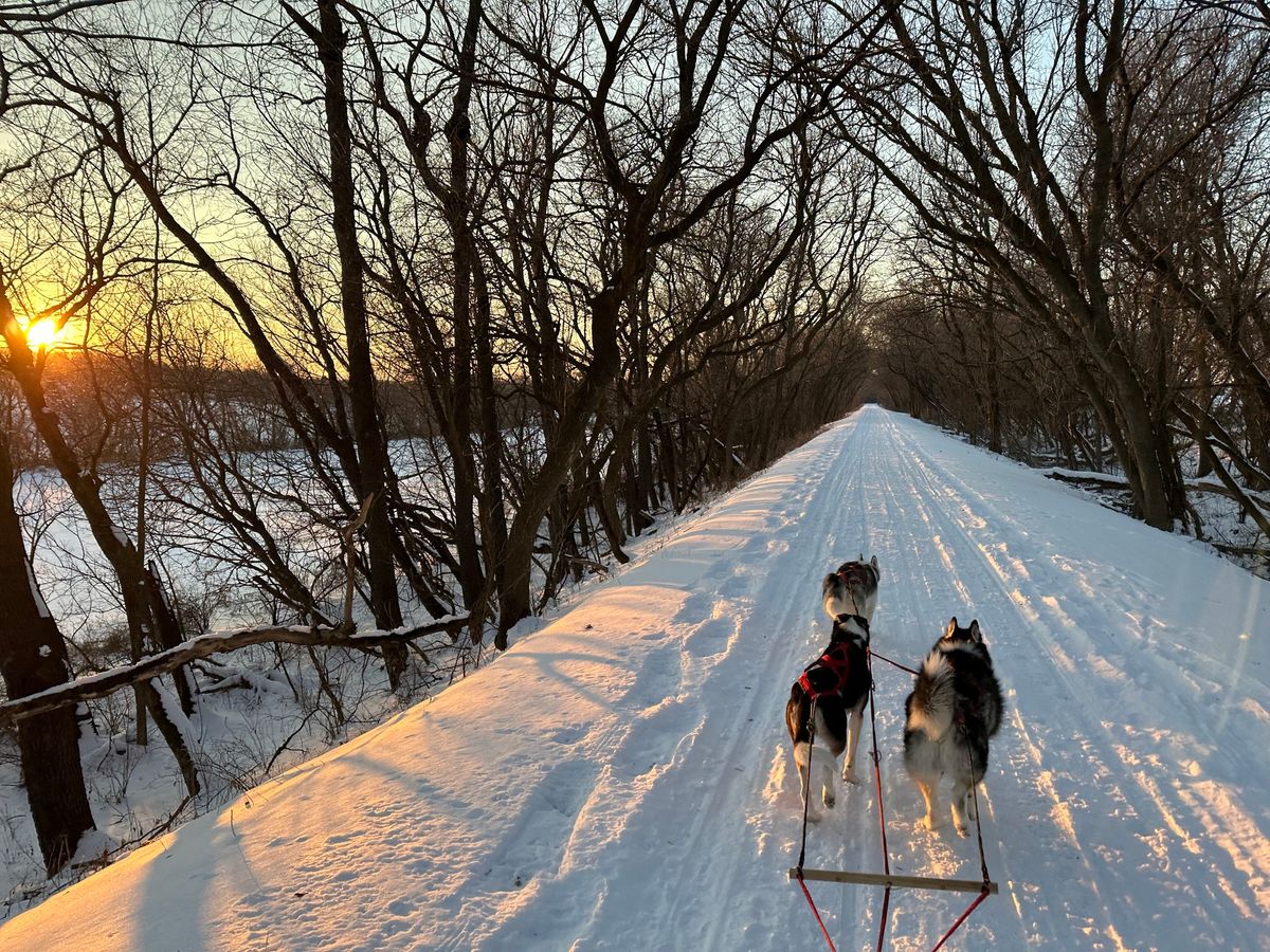 Dog Sledding at the Rockton Yeti Fest