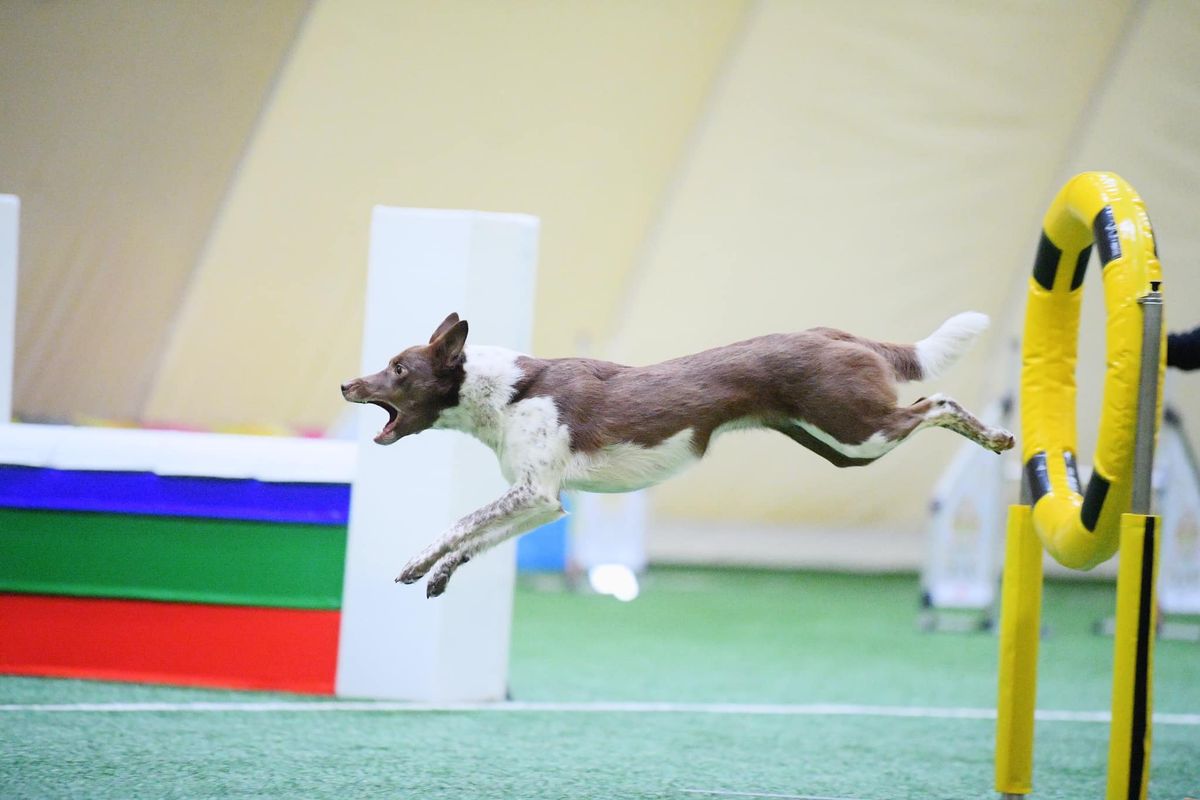 Kladno - agility zkou\u0161ky A1\/A2 + A0