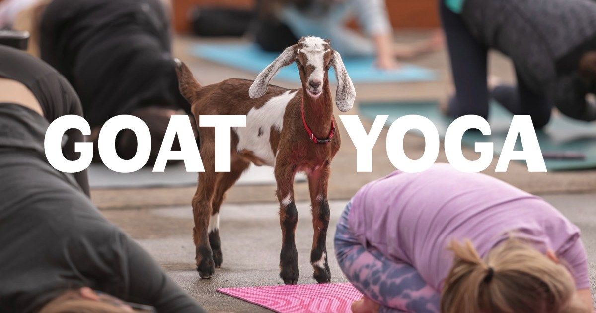 Goat Yoga