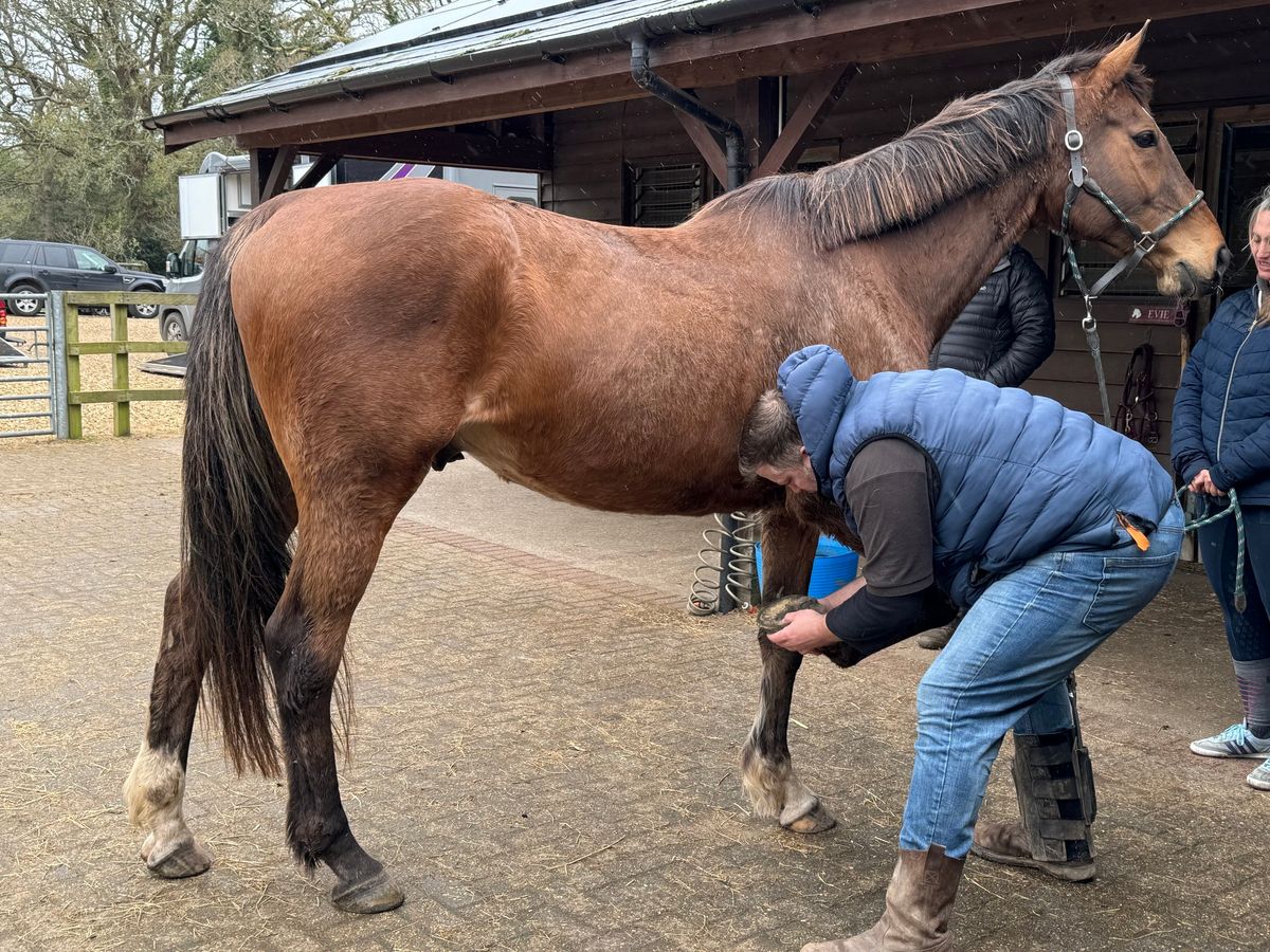 Laminitis & Metabolic Health: A Team Approach - FREE Talk!