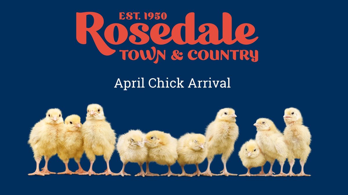 April Baby Chicken Arrival @ Rosedale Town & Country