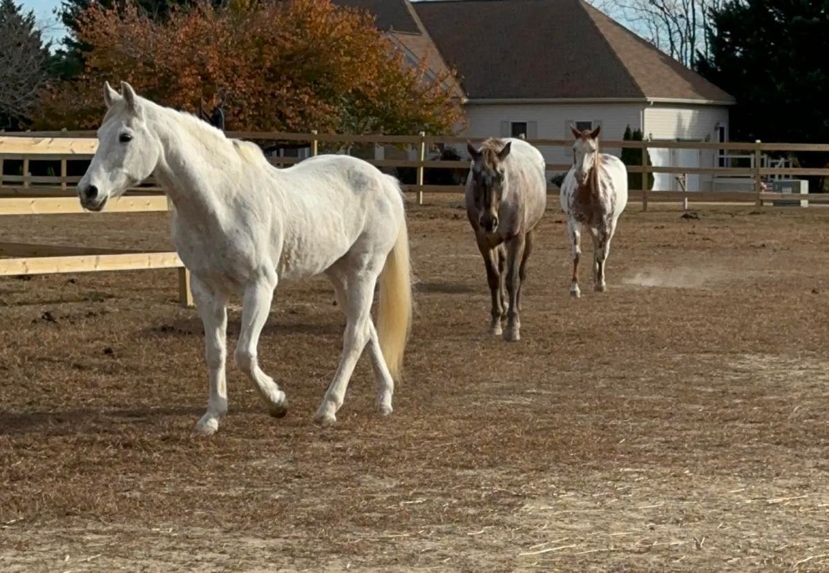 Volunteer Day at the Horse Rescue