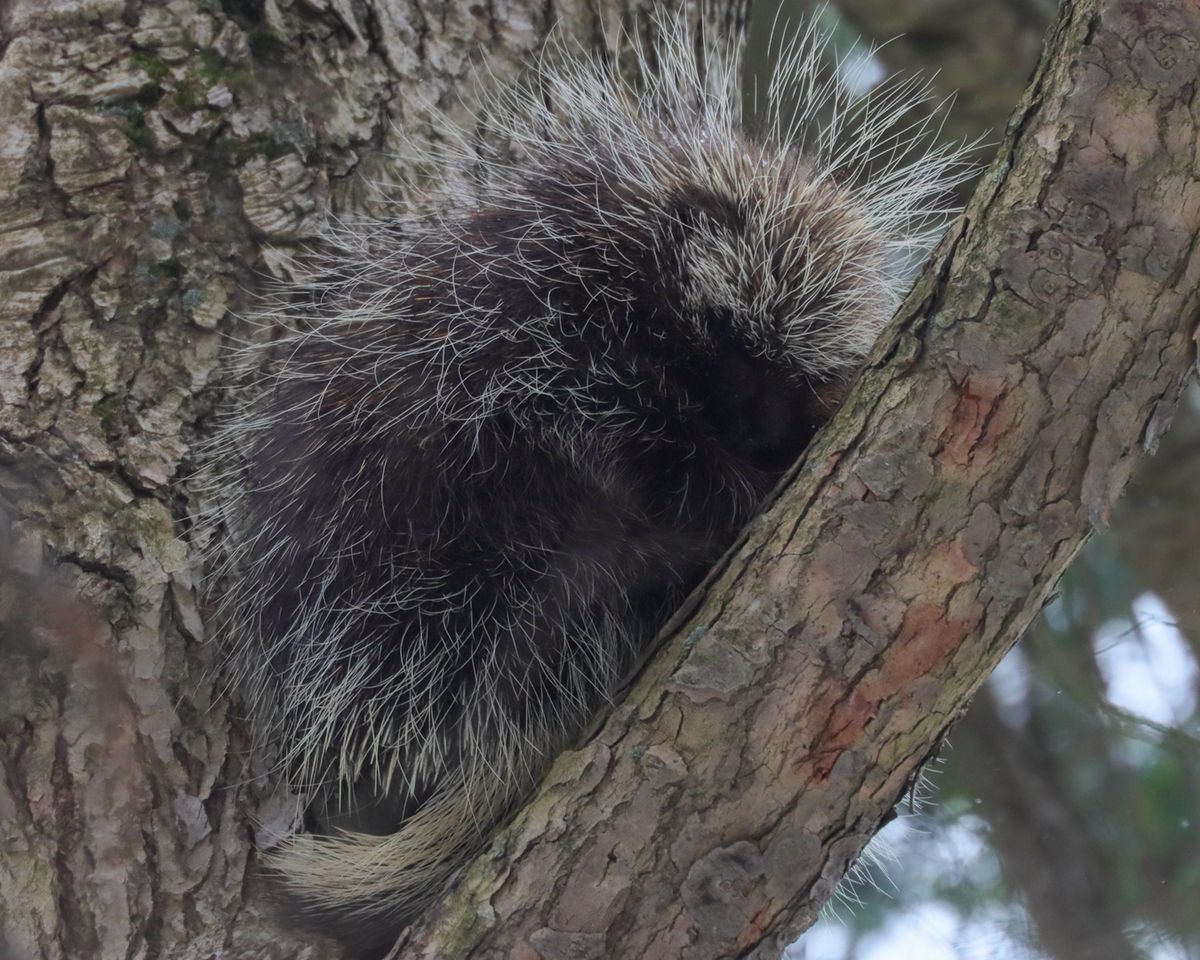 Porcupine Field Trip