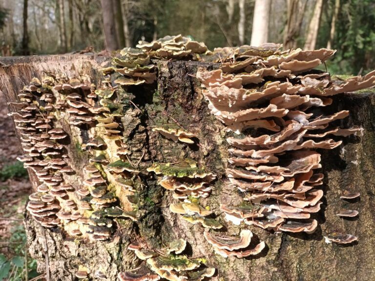 CPD for Forest School; Forest School Refresher Training Course; Leicester