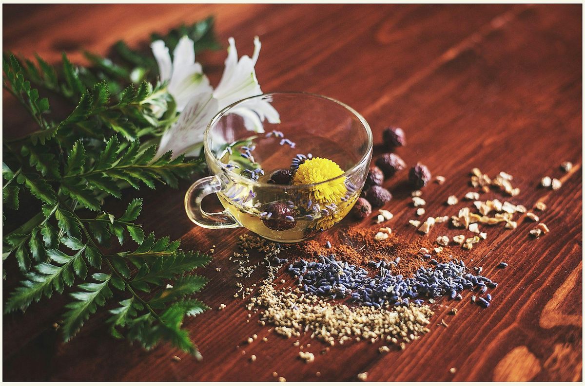 Herbal Remedies for Beginners Intensive: Winter 2026 Cohort