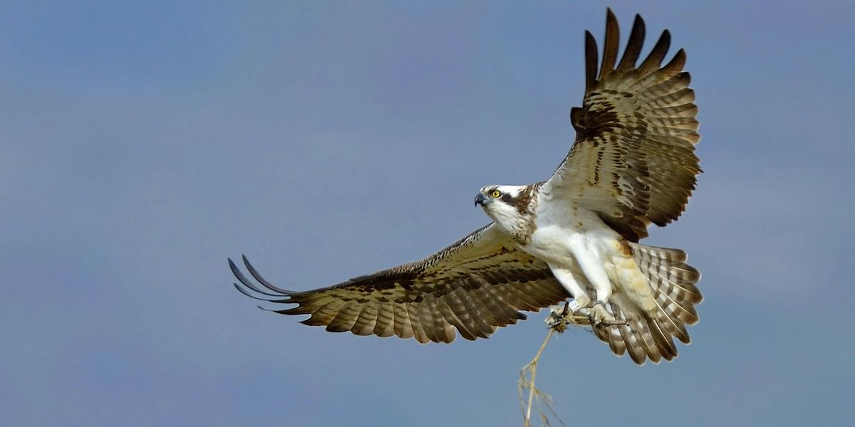 Easter Osprey Trail at Lyndon Nature Reserve