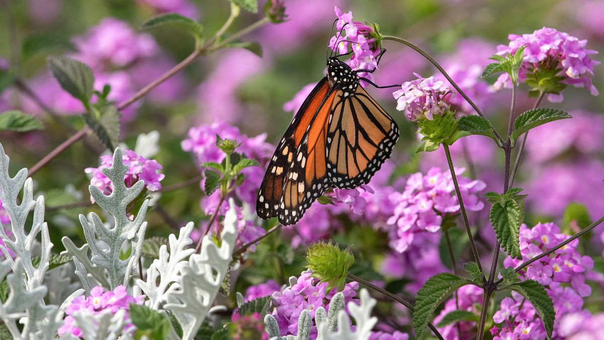 Plant Talk: Drought Tolerant Landscaping for Pollinators at Home 