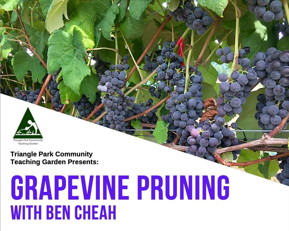 Grapevine Pruning