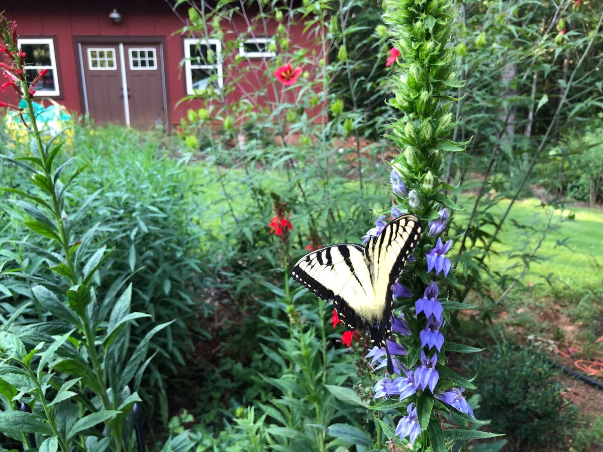 Special Event! How to Start a Pollinator Garden