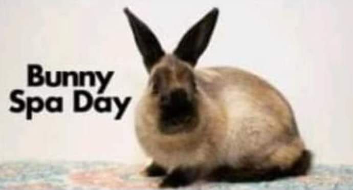 Bunny Spa Day