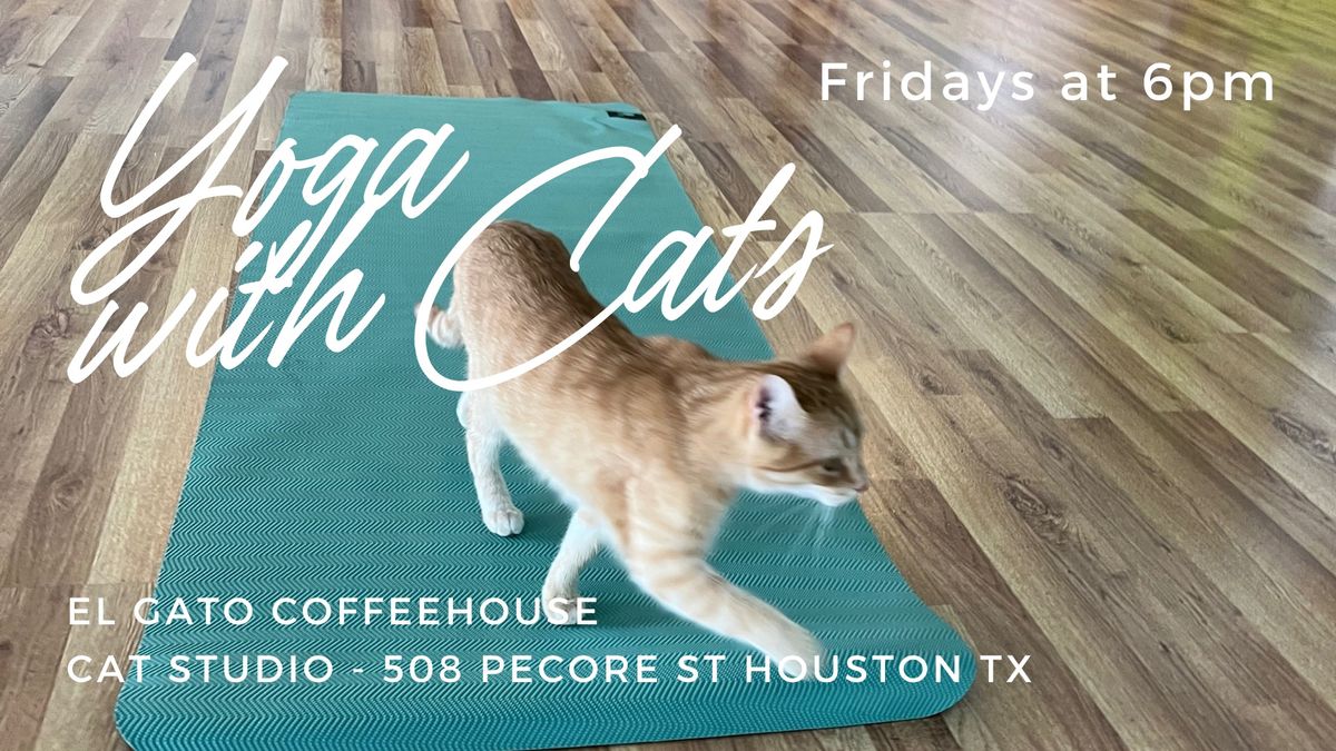 Yoga with Cats