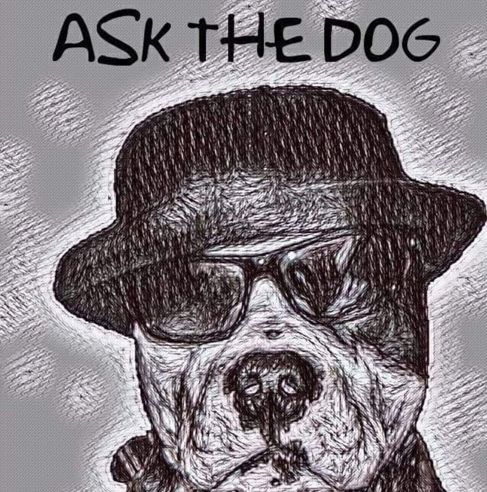 Ask The Dog  @ The Dolphin Littlehampton 