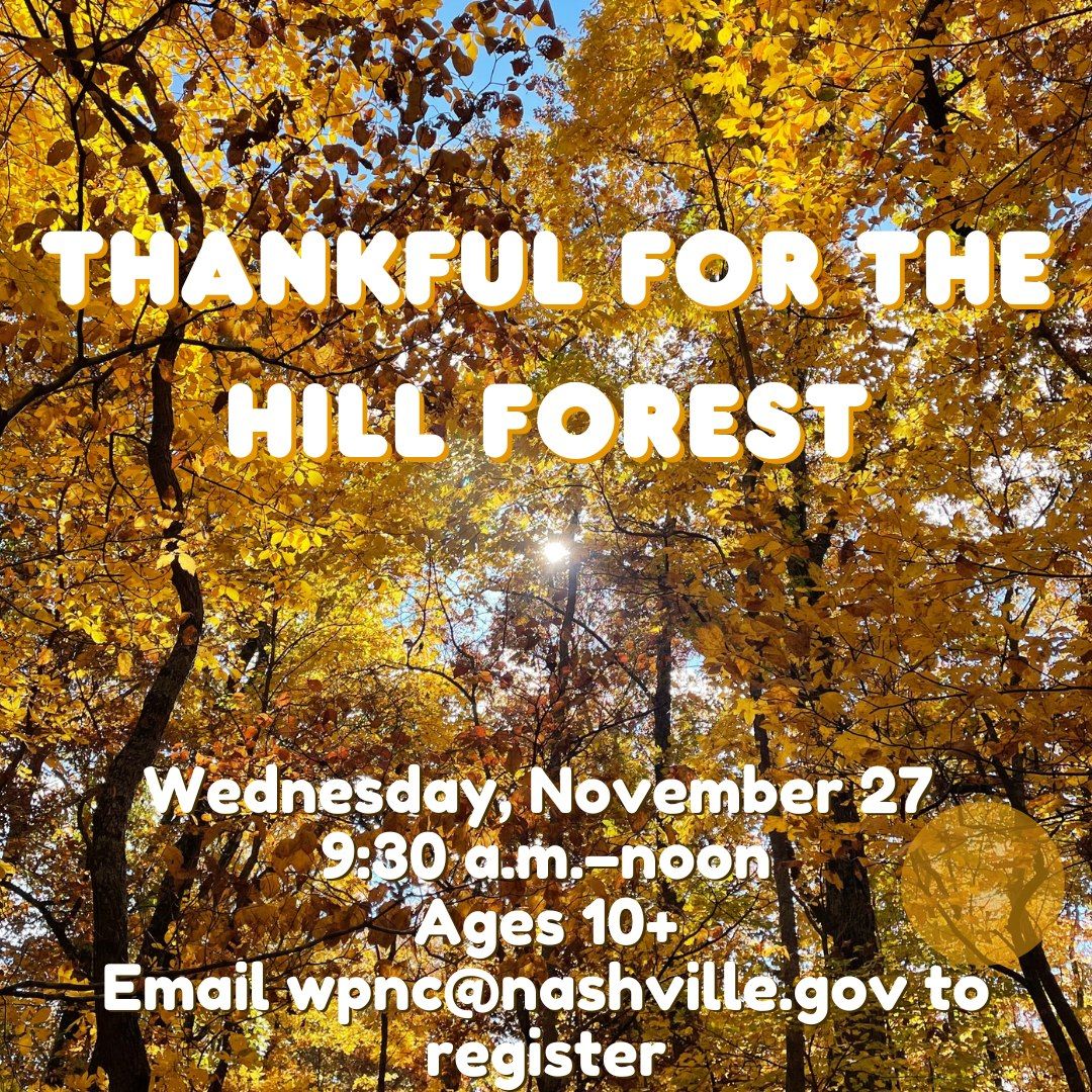 Thankful for the Hill Forest