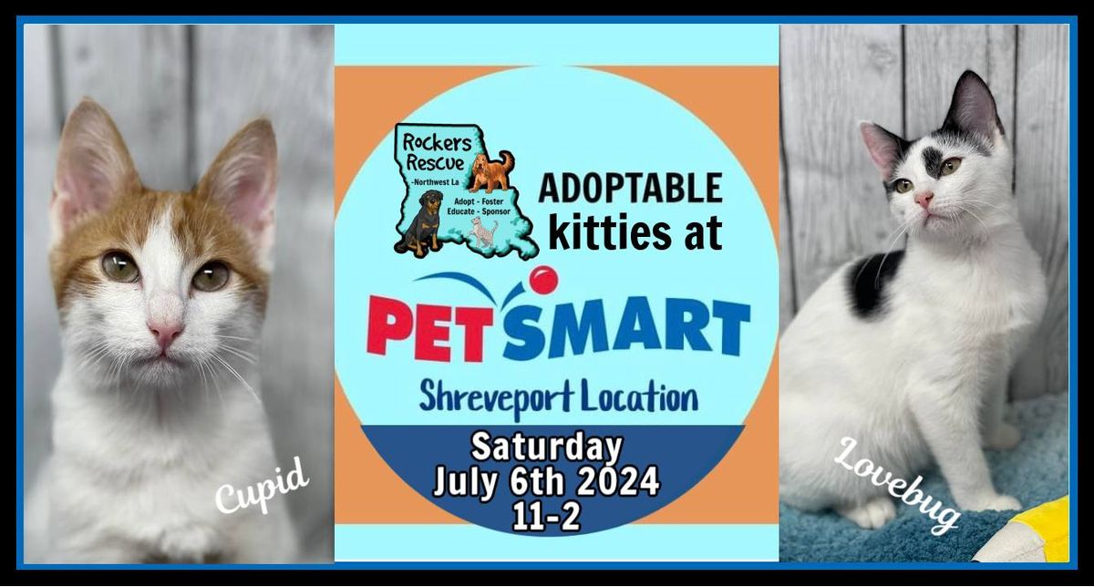 Adoptable Kitties- PetSmart Shreveport Adoption Event 
