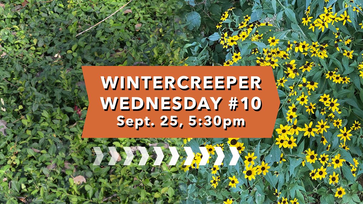 Wintercreeper Wednesday #10