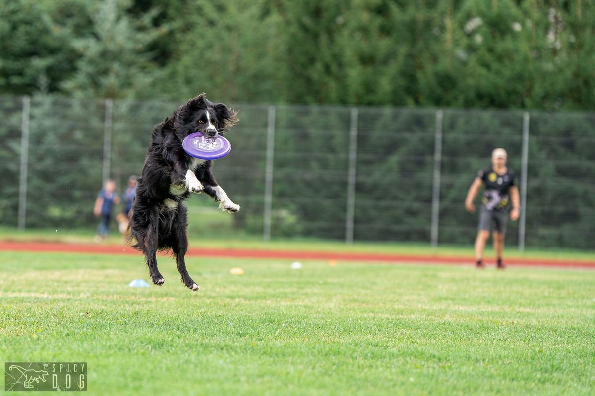 Koerte frisbi praktiline seminar