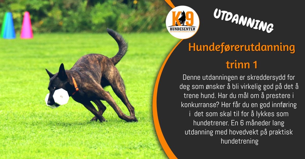 Hundef\u00f8rerutdanning Trinn 1 2024\/2025