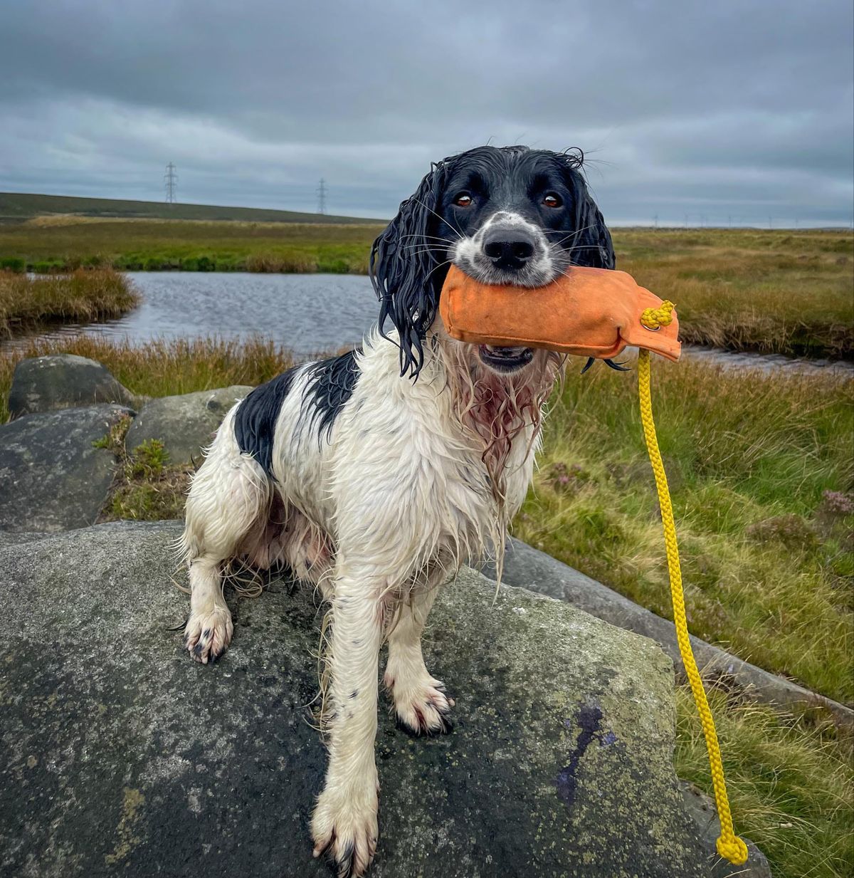 PET GUNDOG FOUNDATION CLASS