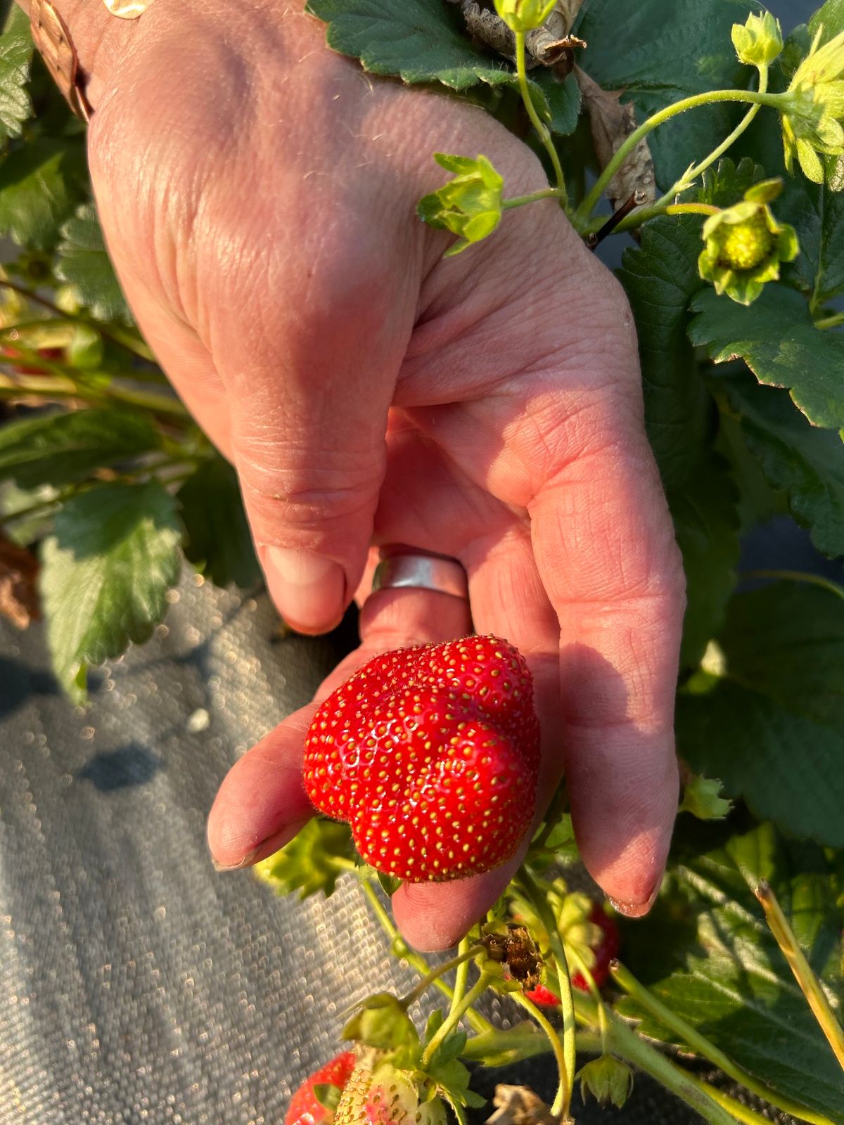 Sunday Strawberry U Pick  ?